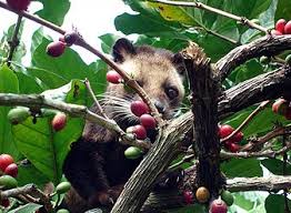 Agro Wisata Luwak